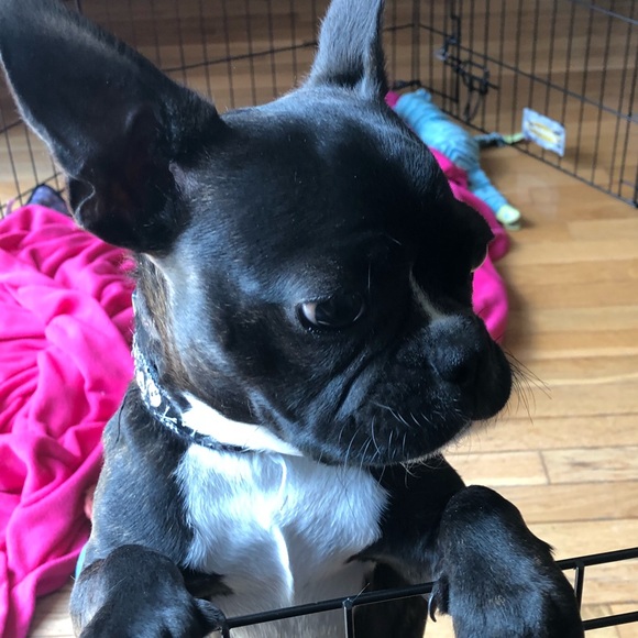 Meet your Posher, Luis - Picture 3 of 6